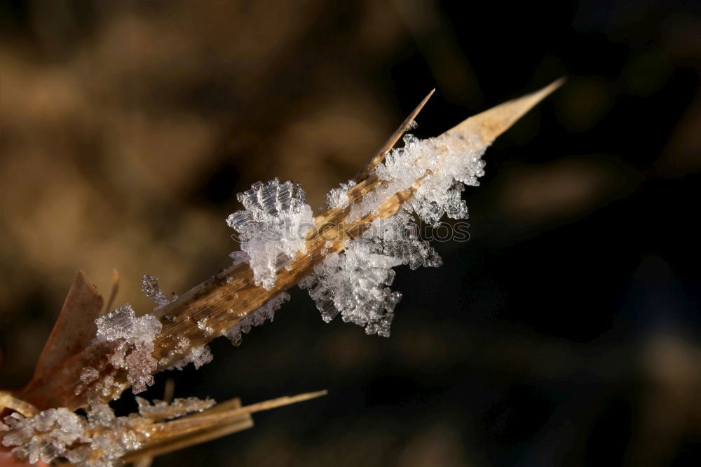 Similar – Close-up of a dandelion with many dew drops