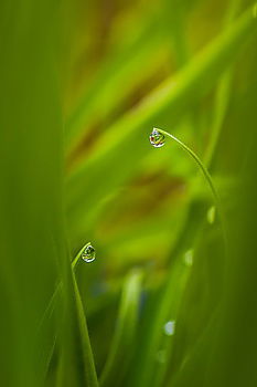 Similar – Image, Stock Photo moss pearls Environment