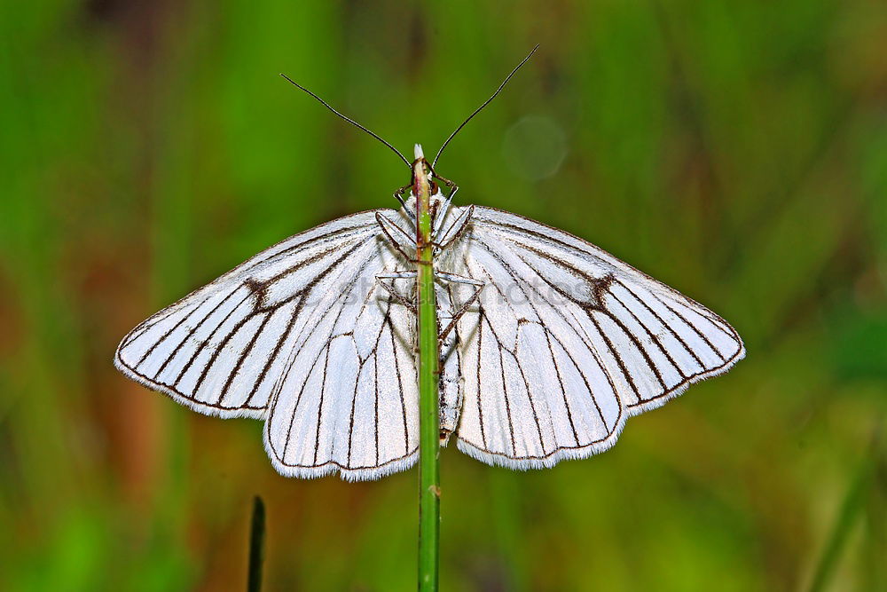 Similar – Image, Stock Photo Butterfly with morning dew