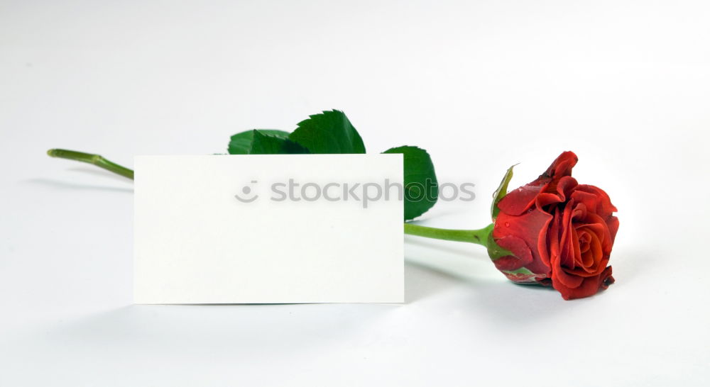 Similar – Image, Stock Photo Pink notebook and a single flower on a bicolored background.