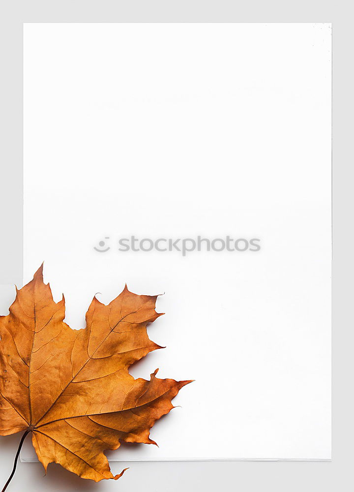 Similar – Bฺlank paper with autumn leaves and pumpkin