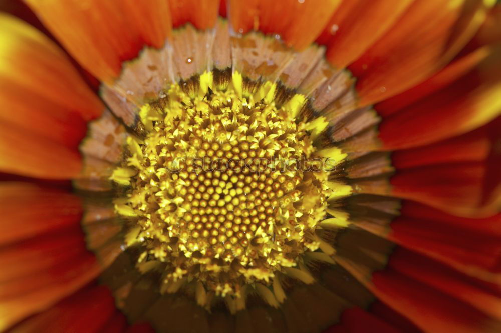 Similar – sunlike Gerbera Blossom