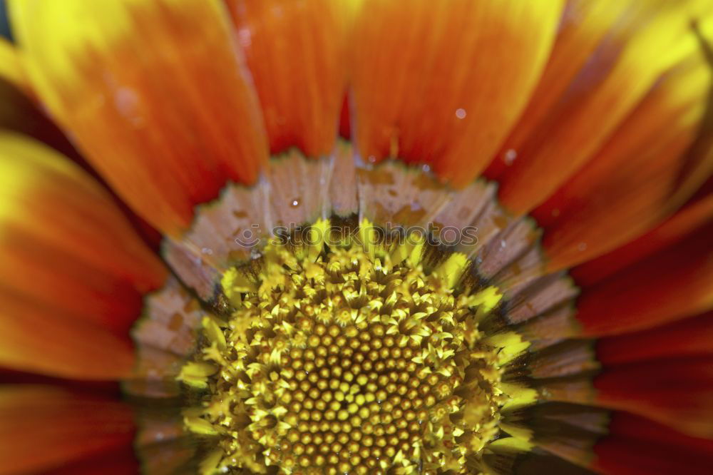 sunlike Gerbera Blossom