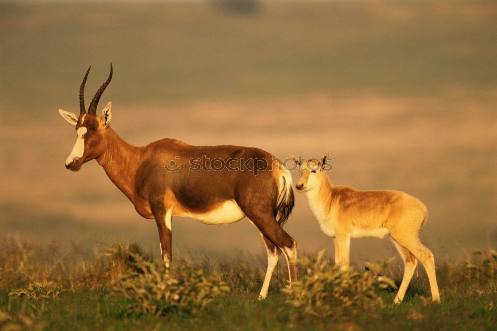 Similar – Image, Stock Photo sheep family Nature Animal