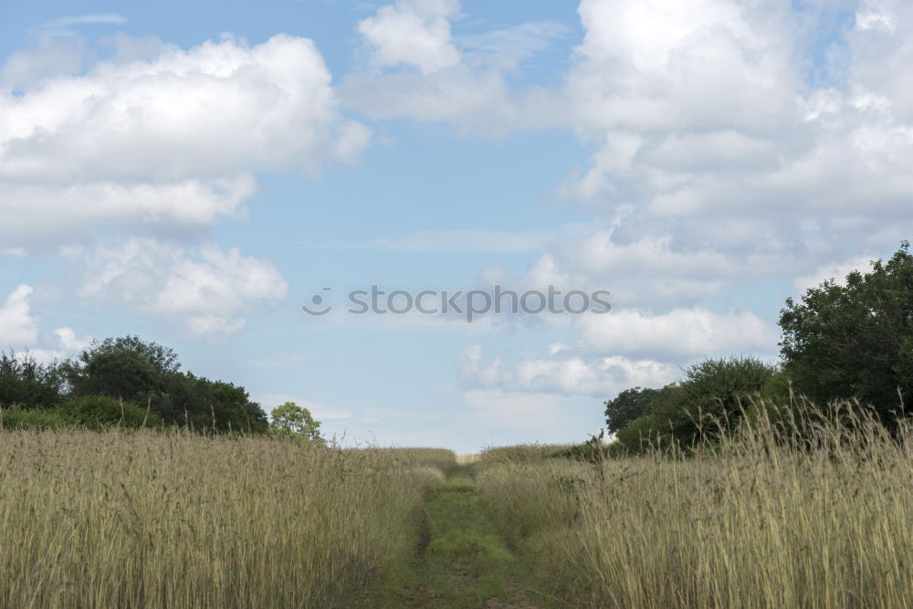 Foto Bild feld & flur Natur