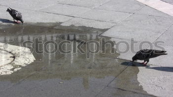 Similar – Foto Bild Abgehoben Taube grau Vogel