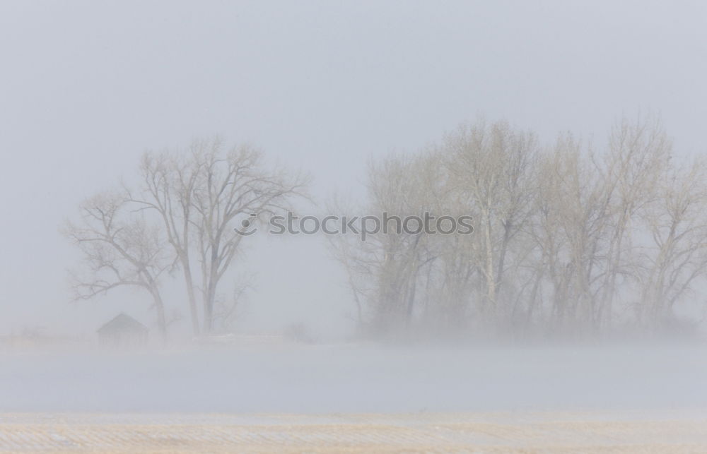 Similar – winter fog Nature