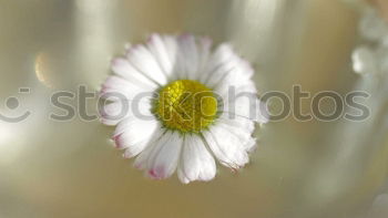 Similar – Image, Stock Photo Withered flower Flower