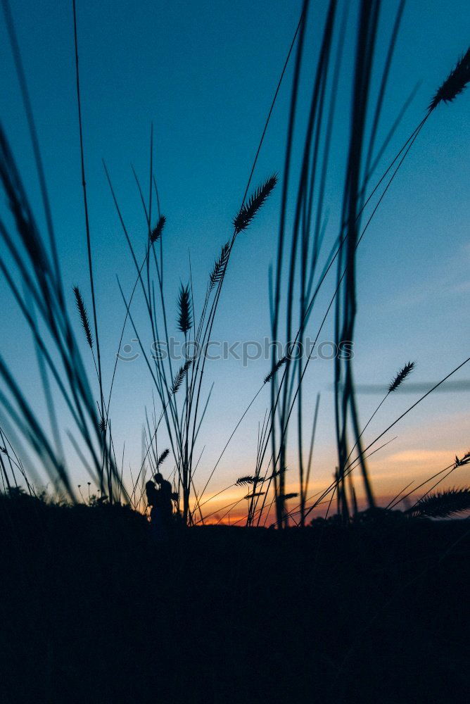 Similar – Camping in the dunes of Sylt