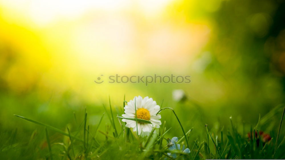 Similar – flower meadow