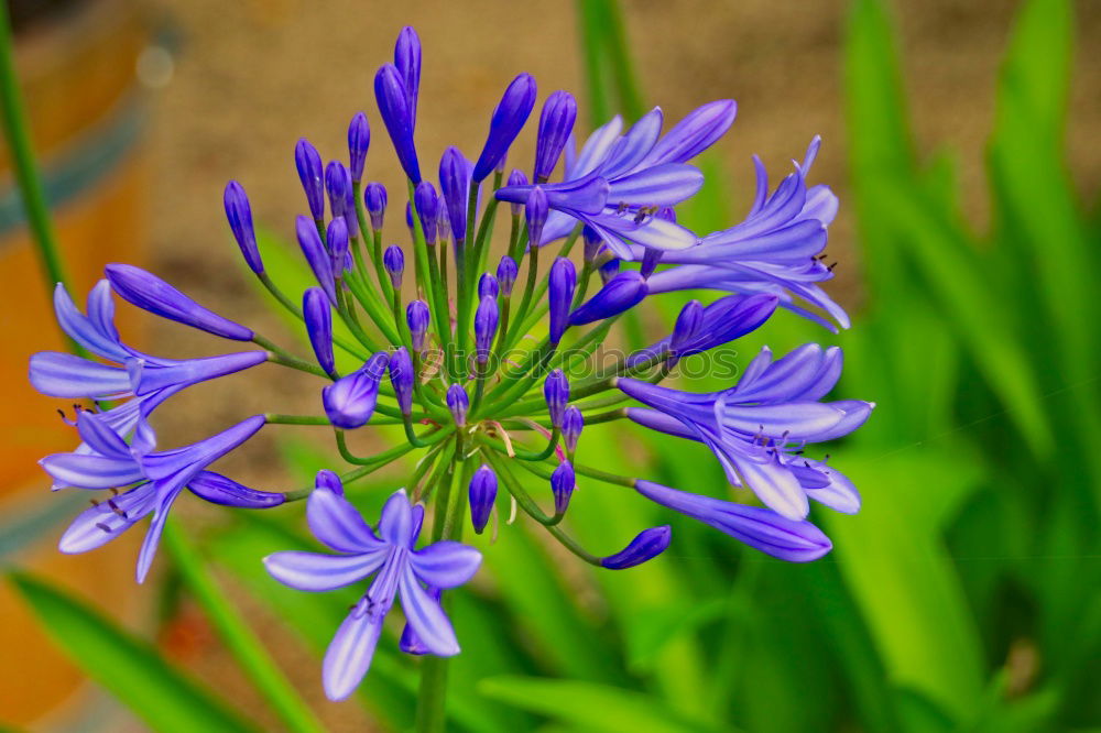 Similar – agapanthus or the colour purple