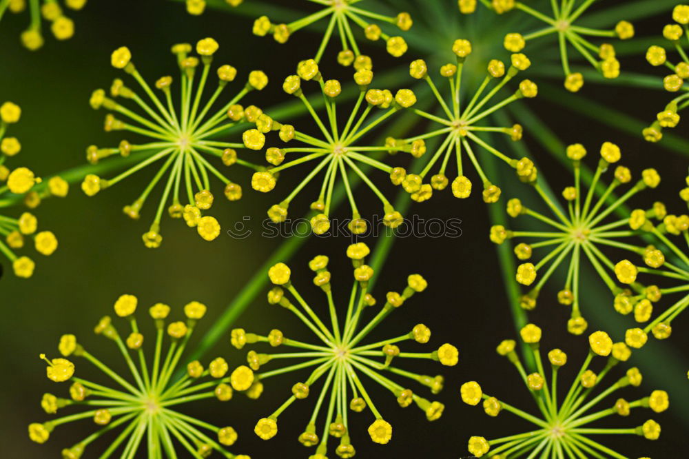 Image, Stock Photo Dill, without additives