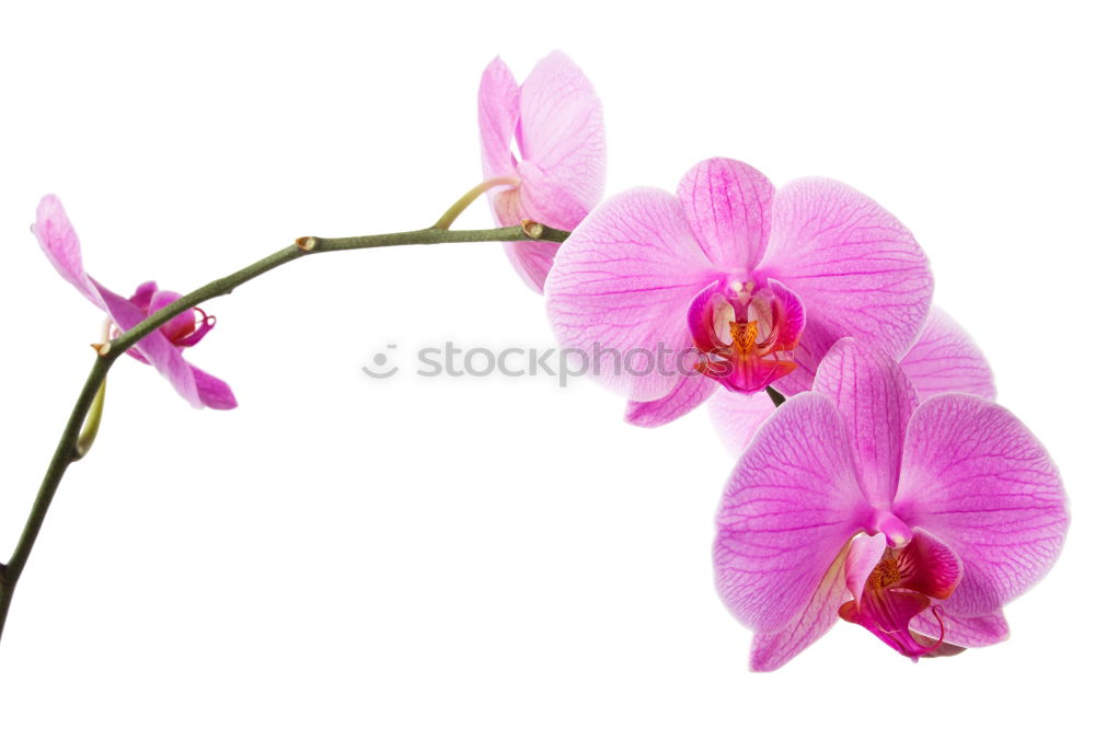 Similar – Image, Stock Photo Flower pink Orchid Pink