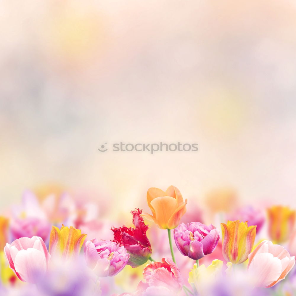 Similar – Image, Stock Photo tulips Flower Tulip