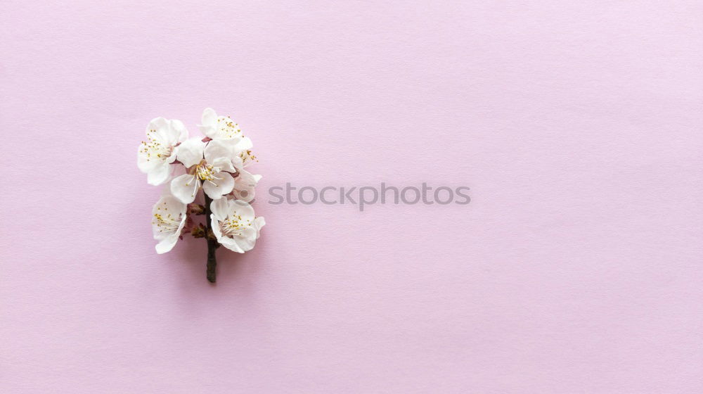 Similar – Image, Stock Photo Fresh garlic on a light pink background