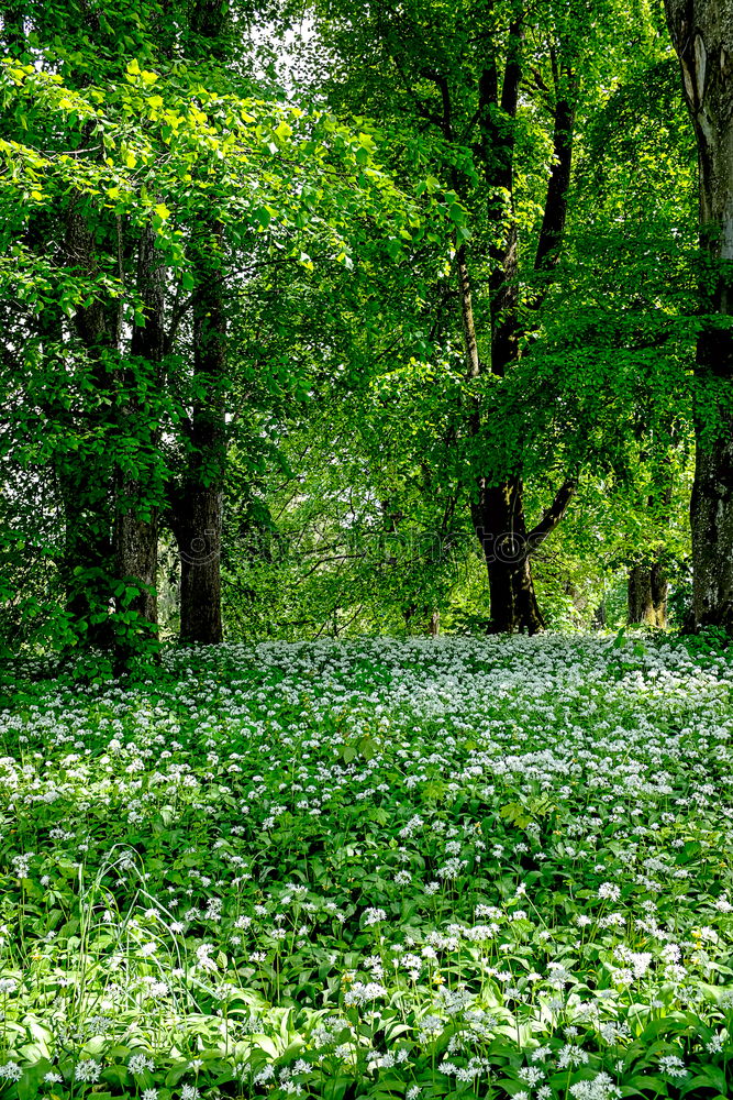 Similar – Waldstück Umwelt Natur