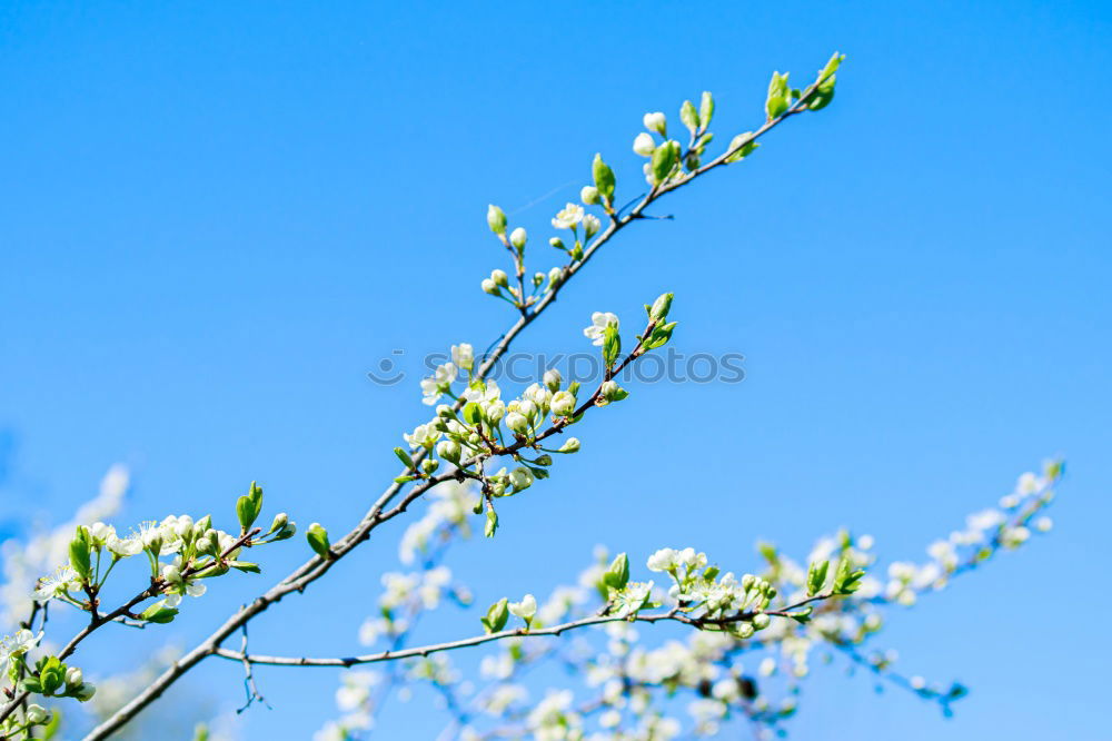 Similar – Les bourgeons éclatent