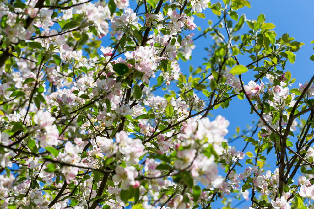 Similar – Image, Stock Photo magnoilae Environment