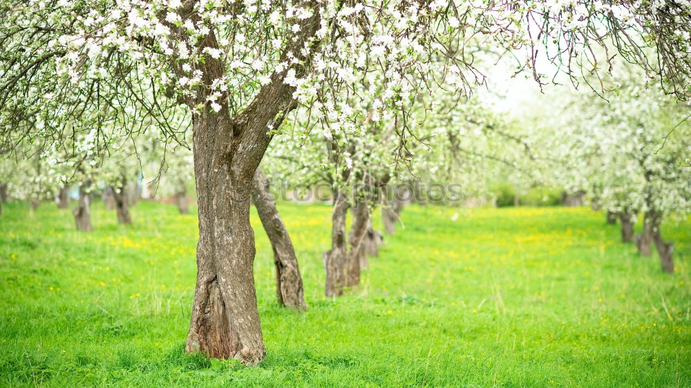 Similar – Blooming apple orchard with yellow dandelions in spring