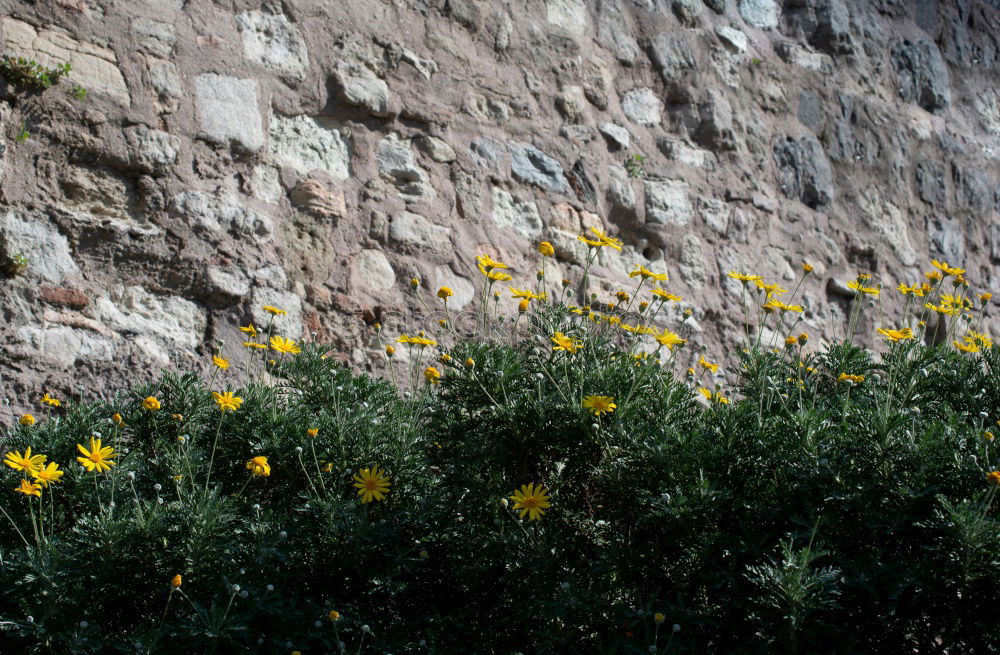 Similar – Foto Bild Mauerblümchen Pflanze