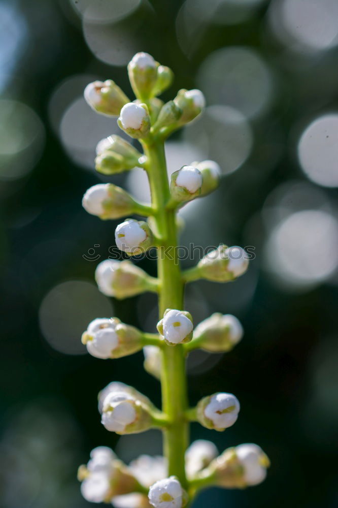 Similar – Foto Bild knospe Blüte Blütenknospen