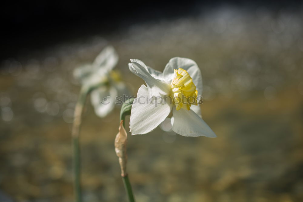 Similar – Schneeglöckchen Blume