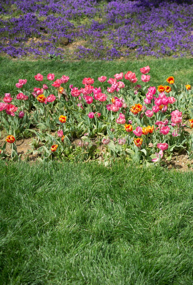 Similar – How the carnations breathe in the air!