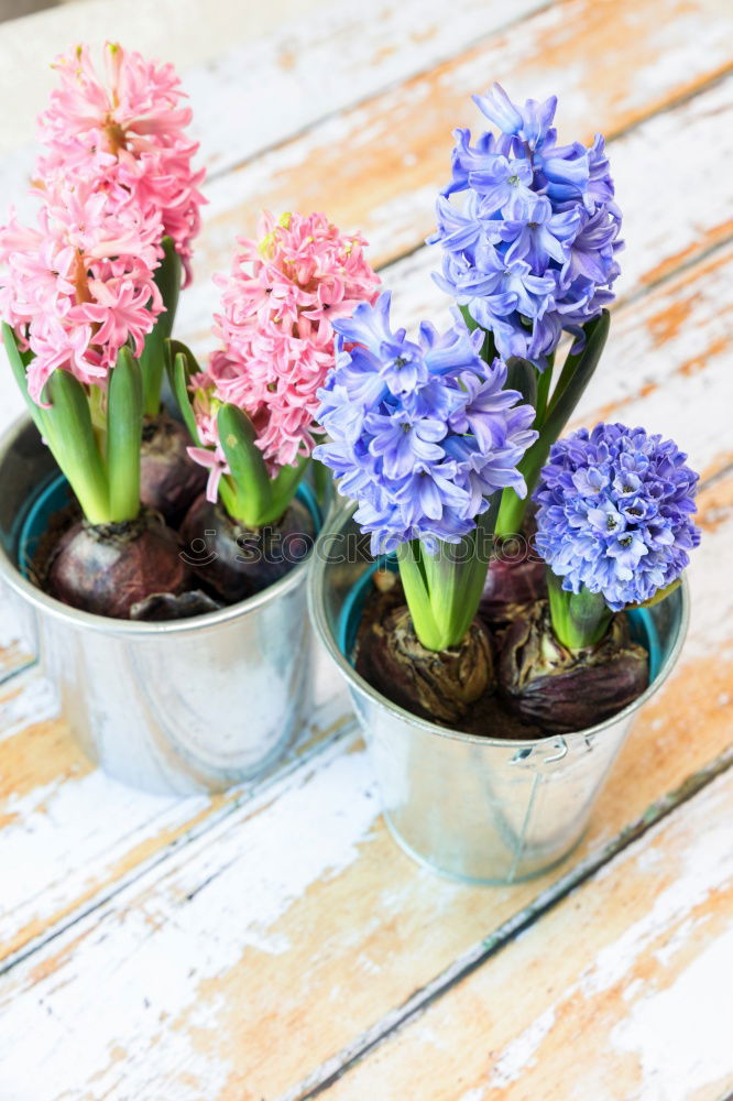 Similar – Small bouquet Decoration