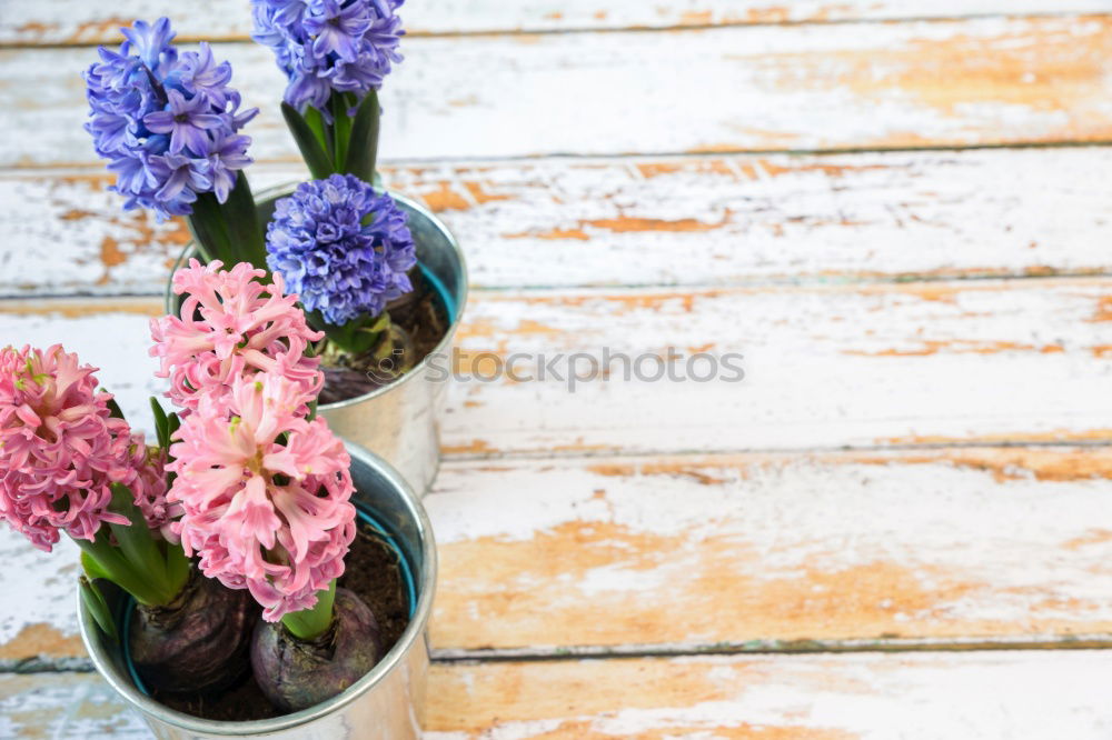 Similar – Small bouquet Decoration