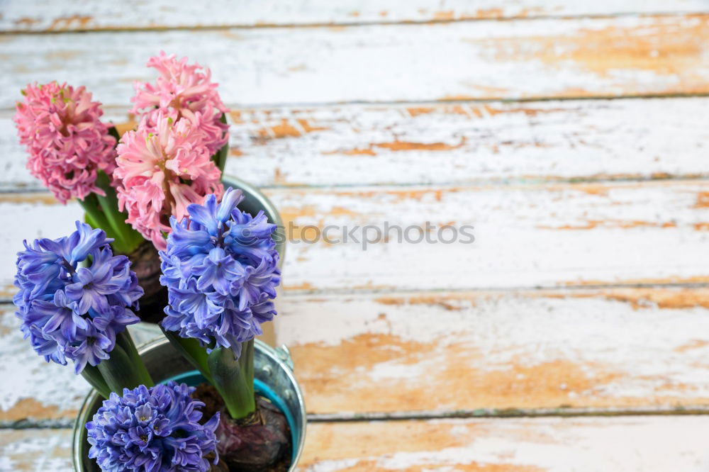 Similar – Image, Stock Photo Garden tools with watering can and flowers