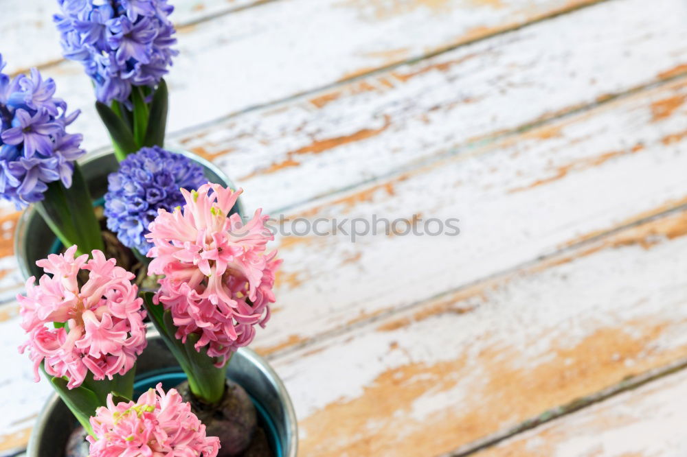 Similar – Image, Stock Photo Garden tools with watering can and flowers