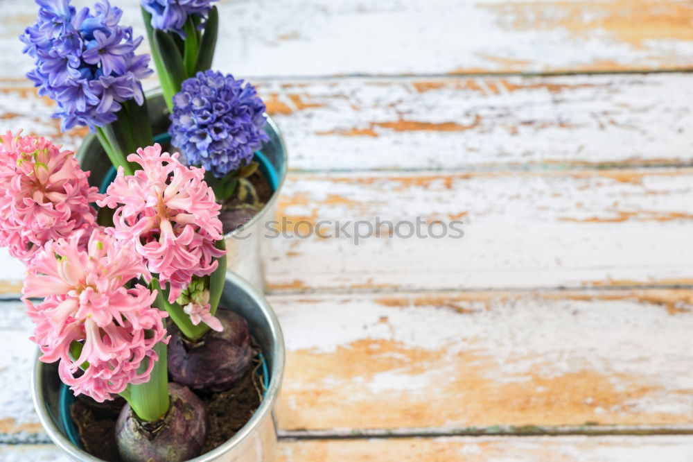 Hyacinth and shovel on white wooden table