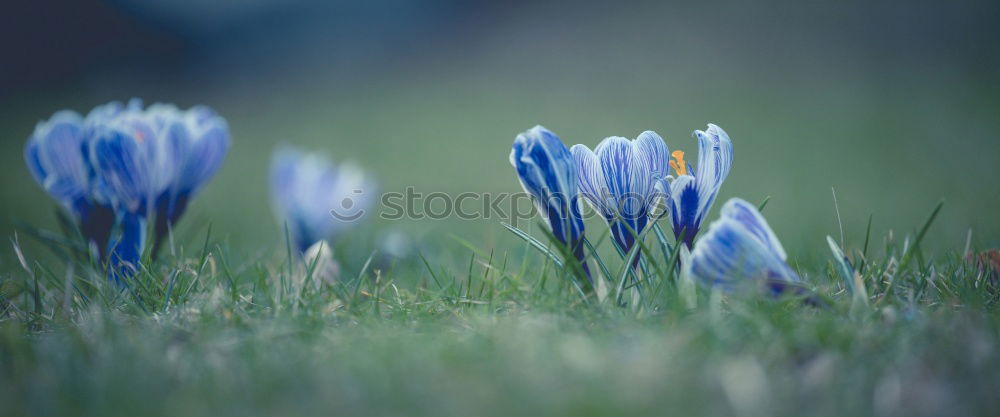 Similar – crocuses Environment