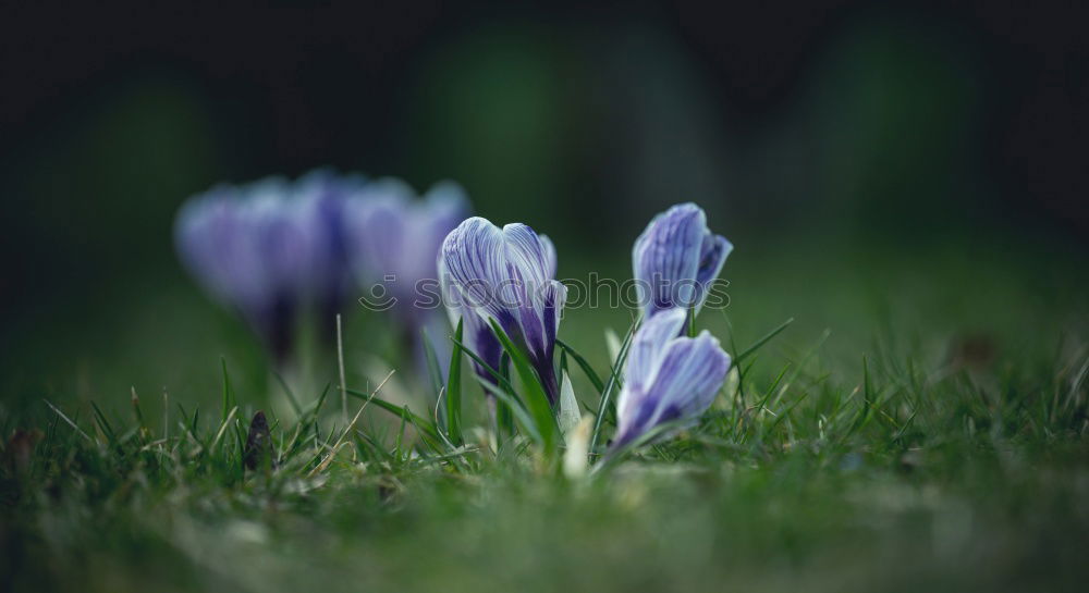 Similar – Image, Stock Photo spring in park VII Plant