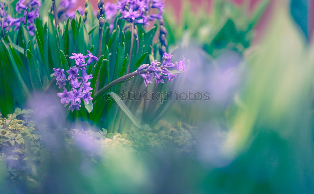 Similar – Image, Stock Photo lavender Nature Summer