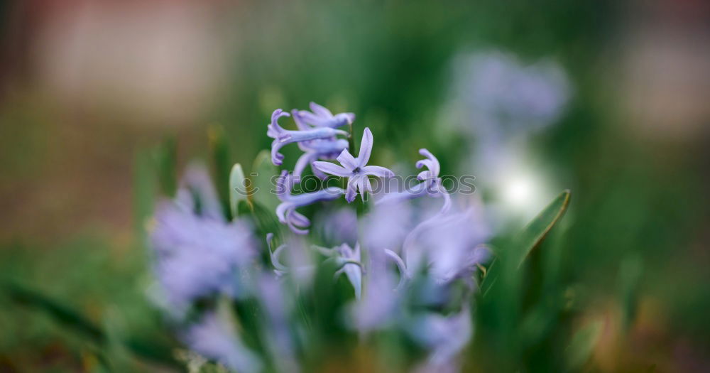 Similar – Frühling Natur Pflanze