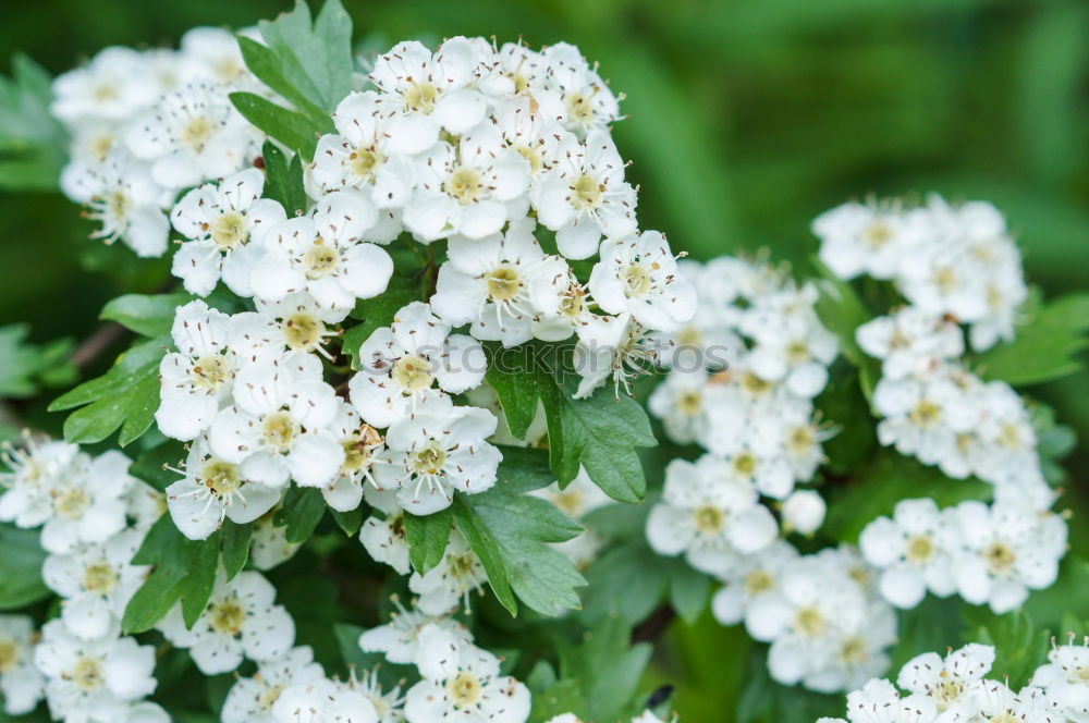 Similar – Foto Bild weiße Blüten einer Sommerwiese mit Sonnenschein