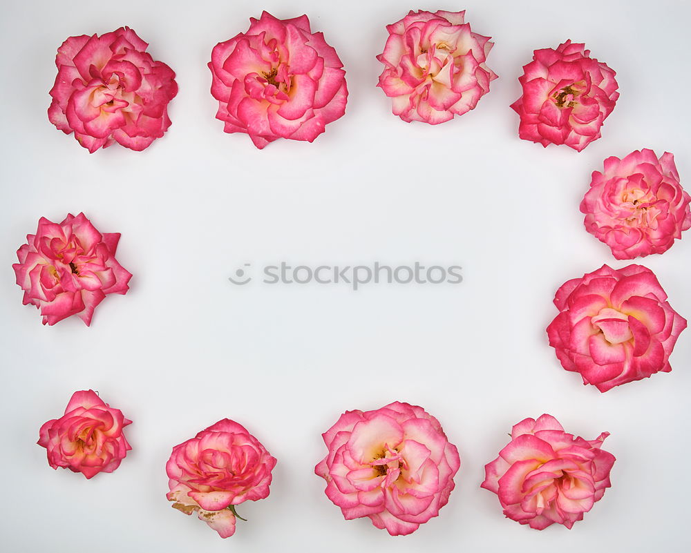 Similar – Image, Stock Photo Frame of pale pink flowers
