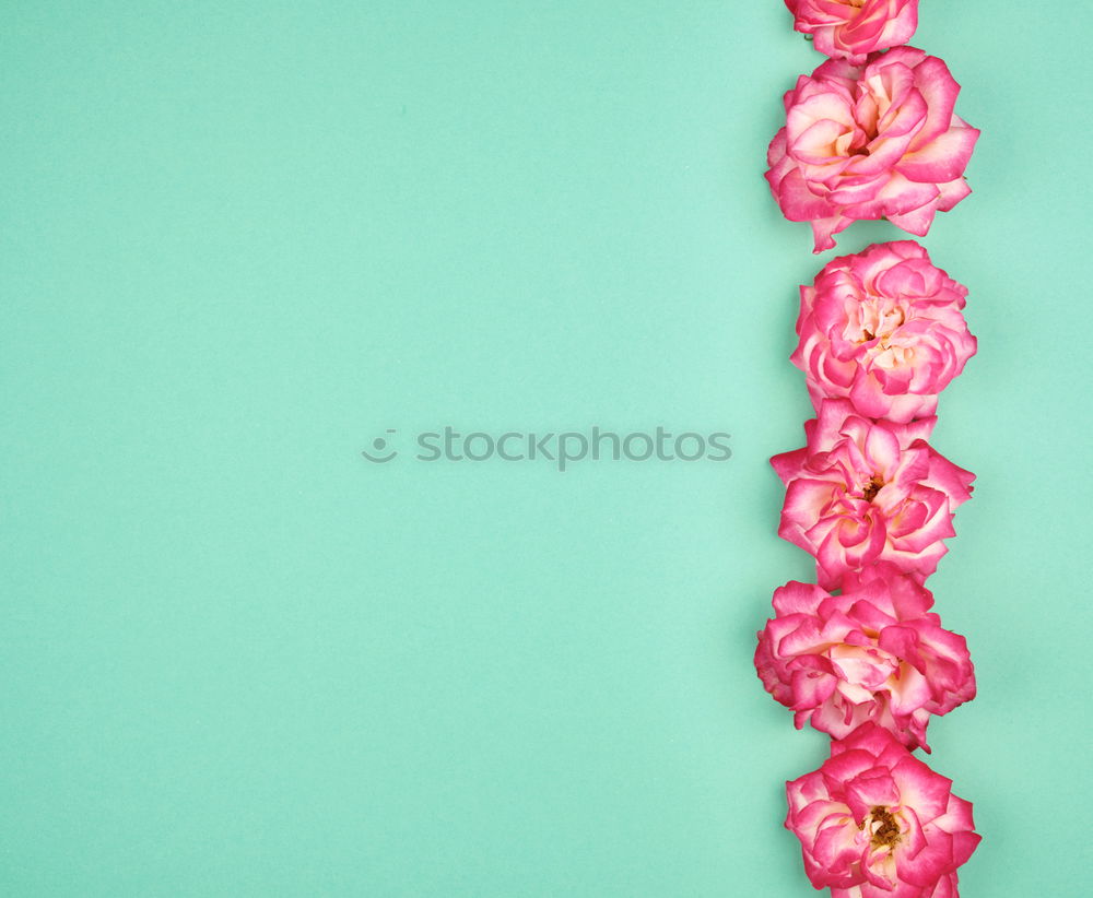 Similar – Flower bundles on turquoise blue Shabby Chic background