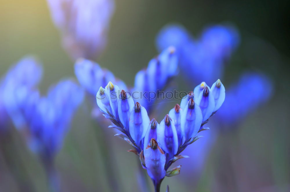 Similar – Traubenhyazinthe blau-violett blühende Blumen in einem Garten