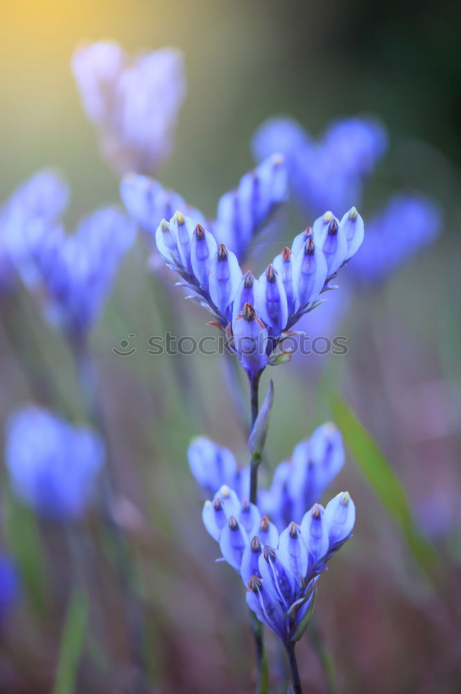 Similar – Image, Stock Photo This is how spring smells I