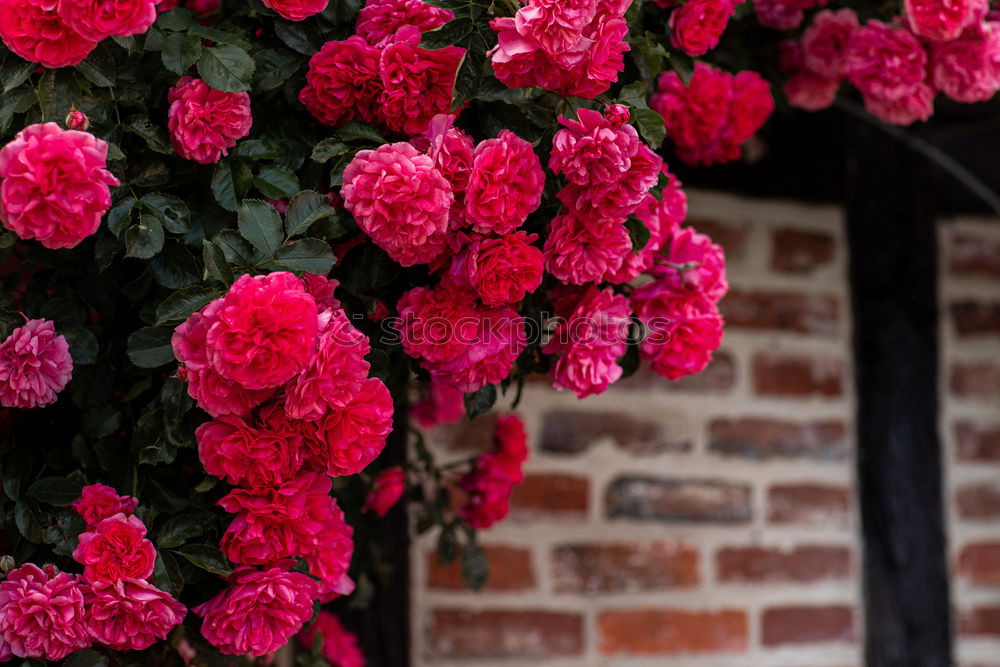 Image, Stock Photo country life Summer Plant
