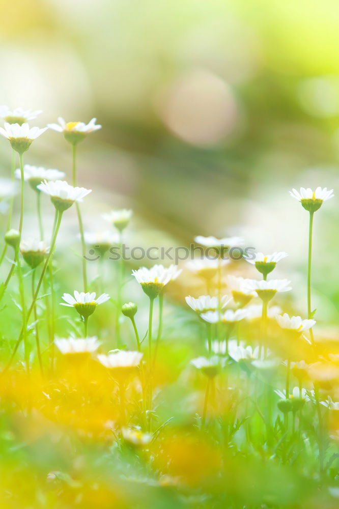 Similar – Image, Stock Photo fungus Environment Nature