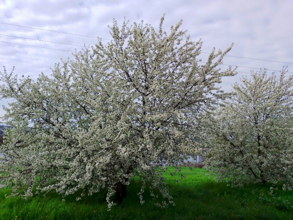 Similar – Apple blossom in Hohenlohe