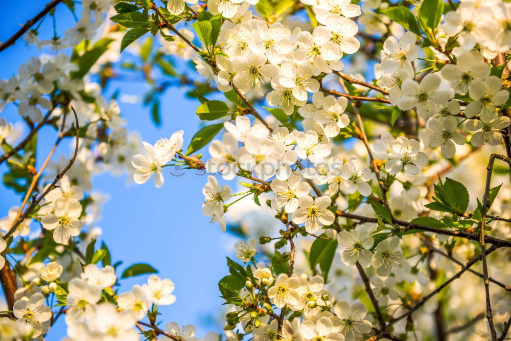 Similar – Foto Bild Kossenblatt 4 Frühling