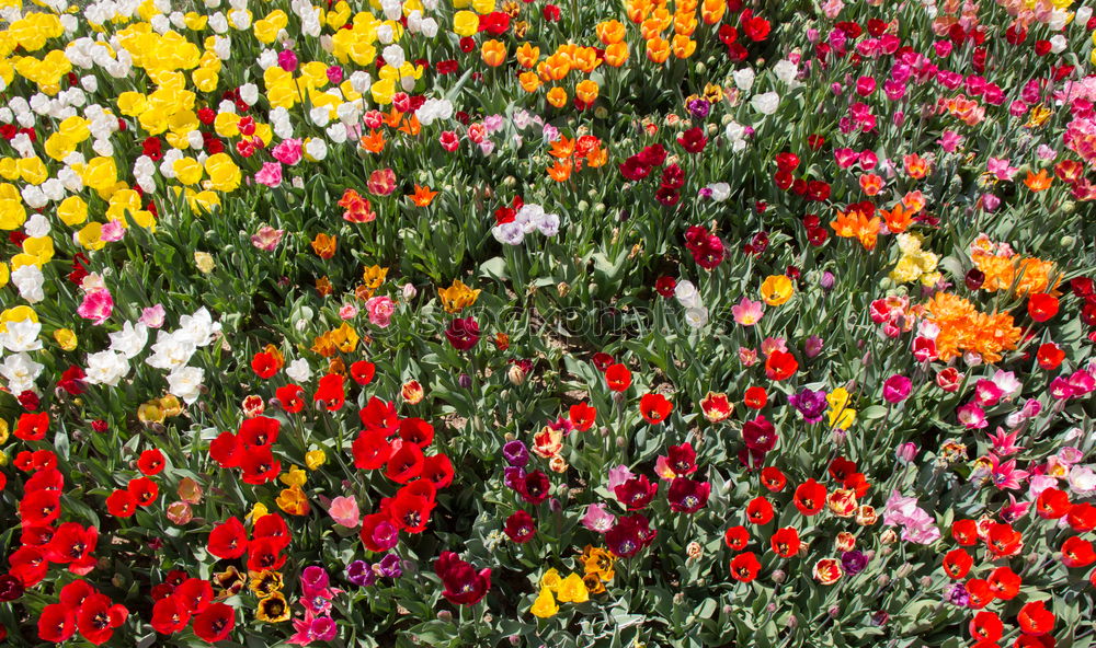 Similar – Image, Stock Photo motley flower bed flowers