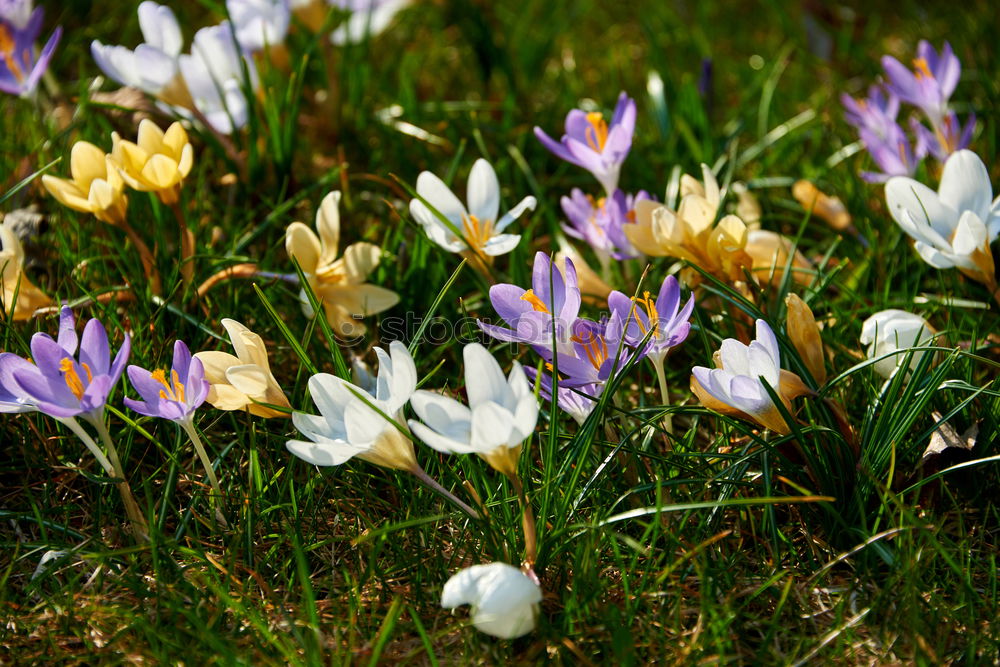 Similar – Foto Bild Krokuswiese Krokusse