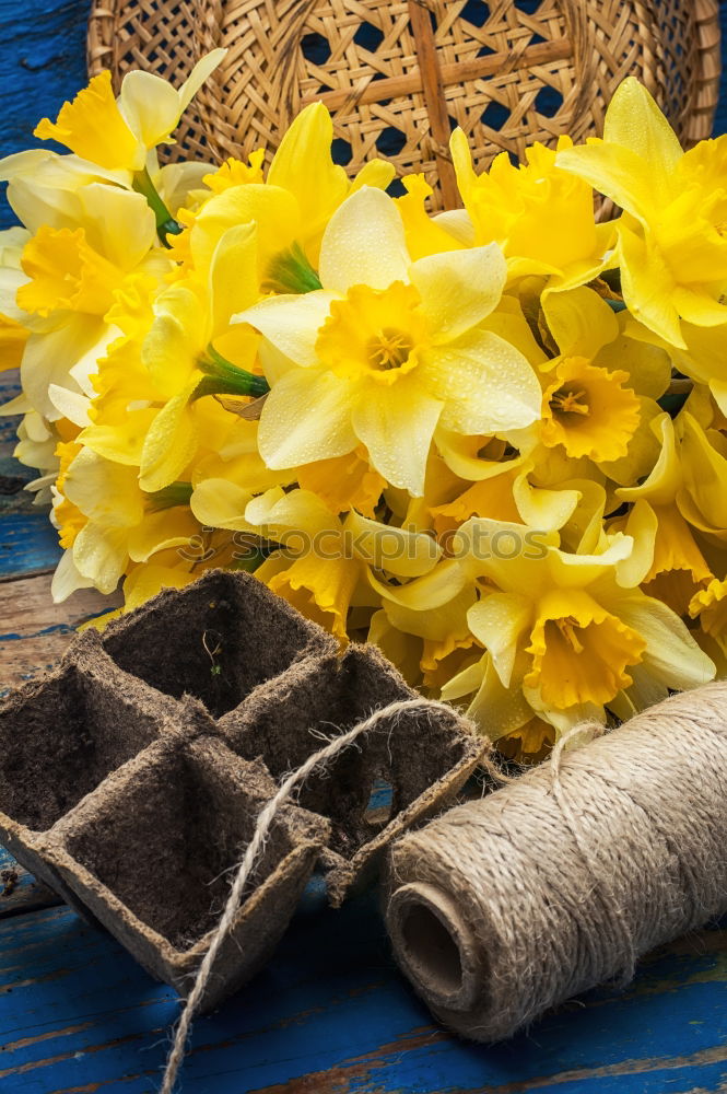 Similar – Allotment garden with primroses flowers, shovel and shield