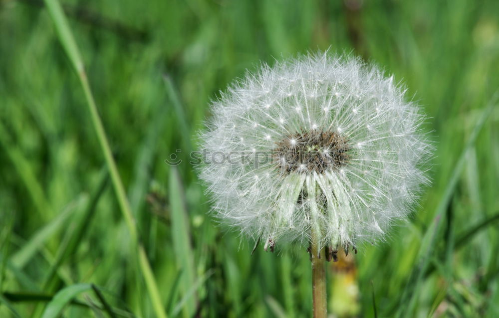 Similar – Image, Stock Photo Unity in diversity Meadow