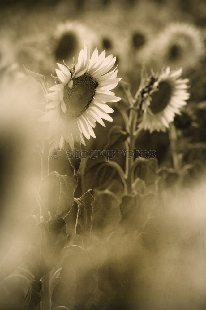 Blumenmeer Mohn Licht